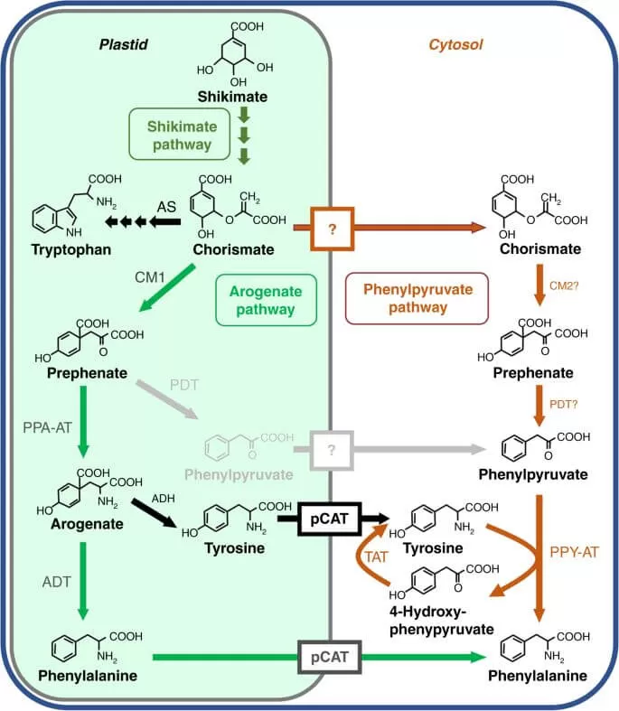 Figure 2. Proposed plant phenylalanine biosynthetic pathways (Qian Y. et al., 2019)